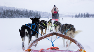 Au Pair: Riding Huskies on the Frozen Lake, Hemsedal