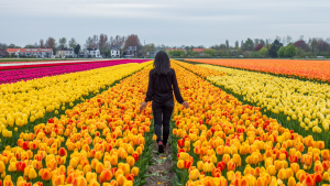 Tips Berkunjung ke Ladang Tulip Gratis di Belanda